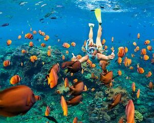 Save 15.00%! Schnorcheln & Schwimmen mit Schildkröten. Halbprivate Tour nach Buck Island & Honeymoon Beach