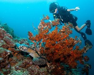Save 15.00%! Puerto Vallarta Untersee Privates Tauchen
