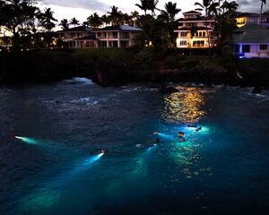Save 21.00%! Turtle Town After Dark : Schnorcheln mit Lichtern & Sternen