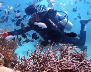 Save 5.00%! Nha Trang 1 Tauchen Taucherlebnis mit Grill Mittagessen