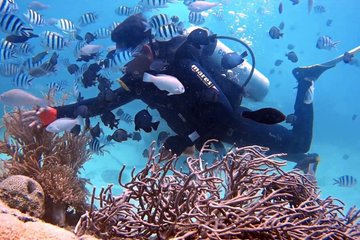 Save 5.00%! Nha Trang 1 Tauchen Taucherlebnis mit Grill Mittagessen