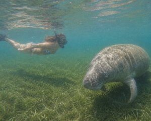 Save 20.00%! Schnorchel Suche nach wilden Seekühen und Schildkröten Videos enthalten
