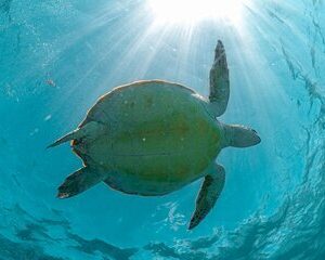 Save 10.00%! Halbtägiges Schwimmen und Schnorcheln am Strand von Akumal mit Schildkrötenerlebnis