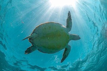 Save 10.00%! Halbtägiges Schwimmen und Schnorcheln am Strand von Akumal mit Schildkrötenerlebnis