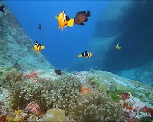 Save 20.01%! Schnorcheln & Magaritaville-Erlebnis Tagestour in Montego Bay