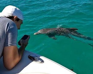 Save 9.99%! Delfinbeobachtung und Schnorcheln Key West