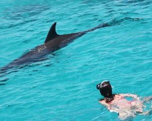 Save 30.00%! Hurghada Delfinbeobachtungs-Yachtausflug mit Schnorcheln