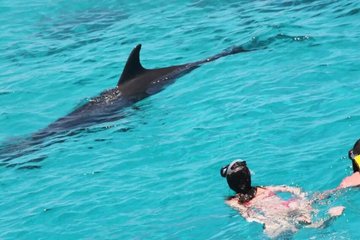 Save 30.00%! Hurghada Delfinbeobachtungs-Yachtausflug mit Schnorcheln