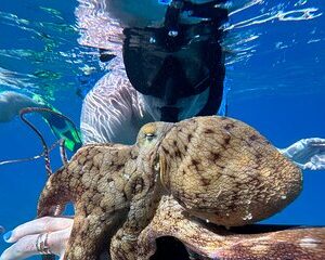 Save 15.00%! Private Schnorchelfotos inklusive