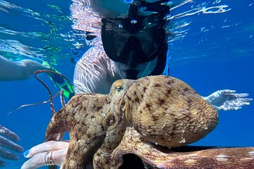 Save 15.00%! Private Schnorchelfotos inklusive