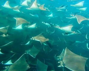Save 15.00%! La Paz : Sea Safari Norte — Mobulas, Orcas & Delfine