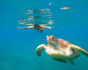 Save 66.00%! Von Marsa Alam : Marsa Mubarak Schnorcheln : Meeresschildkröten & Dugong