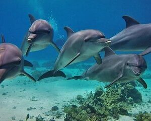 Save 45.03%! Dolphin House VIP Sea Trip & Scuba Diving – Hurghada