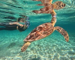 Save 20.00%! Private Gili Inseln Schnorcheltour mit Meeresschildkröten