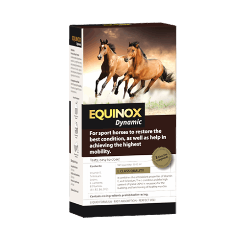 EQUINOX Dynamic